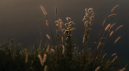A serene image of wildflowers illuminated by the golden hour, set against a dark background.の写真素材