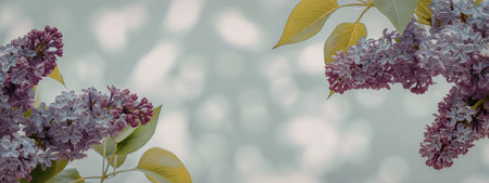 A serene image of lilac flowers and leaves against a softly blurred background, capturing the quiet beauty of a morning.の写真素材