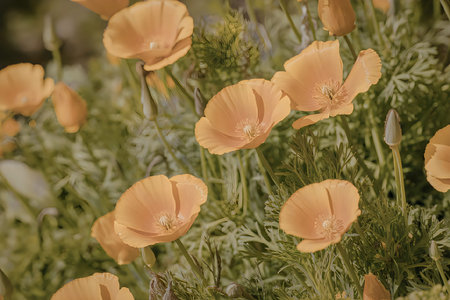 A cluster of vibrant orange poppies blooming amidst lush greenery, showcasing delicate petals and a serene natural setting.の写真素材