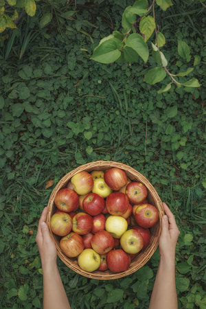 A pair of hands holding a woven basket filled with red and yellow apples, set against a lush green...