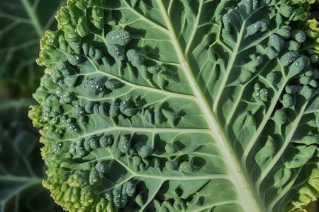 A close-up view of a vibrant green kale leaf showcasing its intricate texture and veins.
