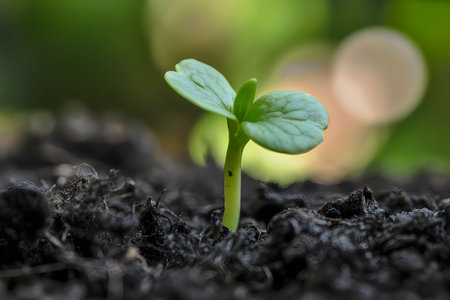 A close-up image of a small green plant with two leaves growing out of dark soil, with a blurred...
