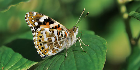 A butterfly with brown, orange, and white wings rests on a green leaf.
