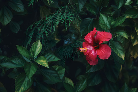 A stunning close-up of a bright red hibiscus flower surrounded by dense, dark green leaves,...