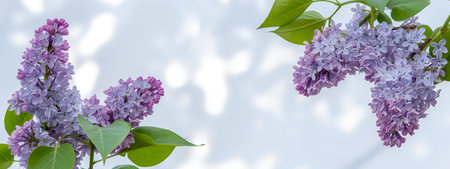 A serene image featuring lilac flowers against a clear blue sky with sunlight filtering through...