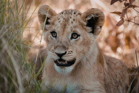 A lion cub with light brown fur and dark spots looks directly at the camera, surrounded by green grass and dry leaves in the savannah.の写真素材