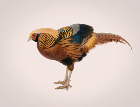 A vibrant golden pheasant standing in profile view, showcasing its colorful plumage.
