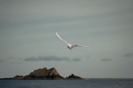 A seagull flies over a body of water with a small island in the background under a cloudy sky.の写真素材