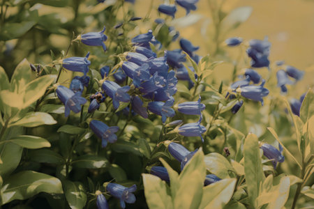 A close-up view of a bush with vibrant purple flowers and lush green leaves.の写真素材