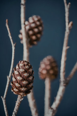 A close-up photograph of pine cones on bare branches against a dark blue background.の写真素材