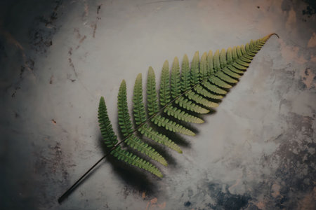 A close-up of a single green fern leaf against a gray background, showcasing its delicate and...