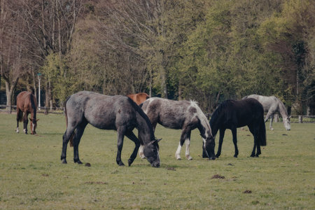Group of horses grazing peacefully in a lush green pasture with trees surrounding them.