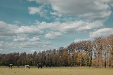 A peaceful scene of horses grazing in a lush green field with a cloudy sky above