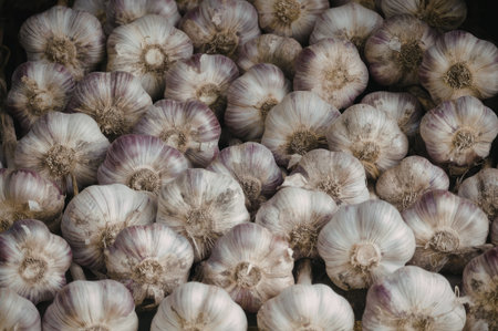 The image shows a collection of garlic bulbs with white and purple skin, freshly harvested and piled together.