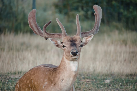 A deer with large antlers standing in a field of grass and looking at the camera.