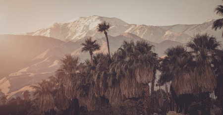 a group of palm trees in the foreground with a mountain range in the background, the sun is setting and casting a warm glow over the scene