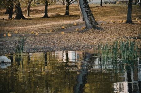 A tranquil pond surrounded by trees and fallen leaves during autumn, reflecting the natural beauty of the season.