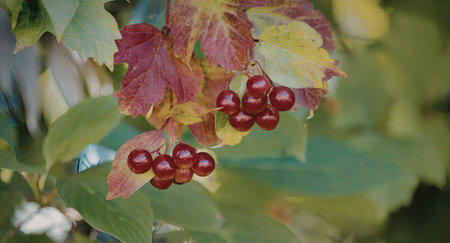 A close-up view of a bush with green and red leaves and clusters of bright red berries.