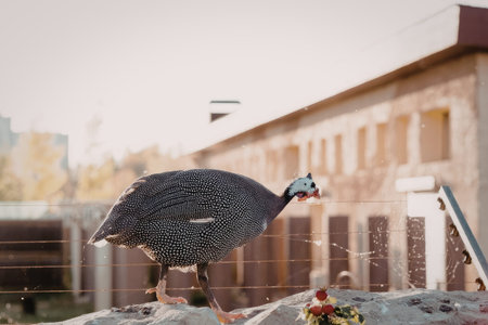 a guinea fowl standing on a rock with a building in the background