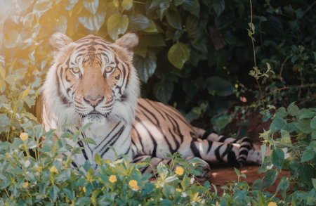 a tiger with orange and black stripes is laying in the bushes looking at the camera with a calm expression