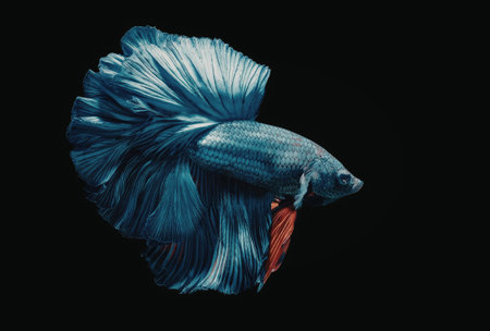 a blue and red betta fish with large fins and tail swimming on a black background