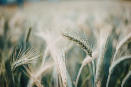 A close-up view of a green wheat field with a single wheat stalk in focus, showcasing its delicate texture and natural beauty.