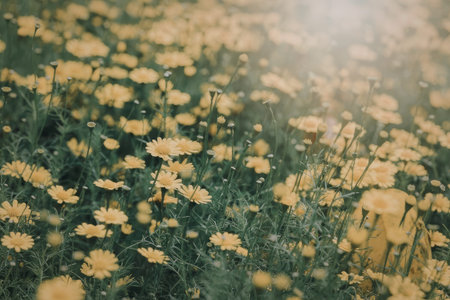 a large field filled with yellow flowers and green grass, with the sun shining brightly in the background, creating a warm and serene atmosphere