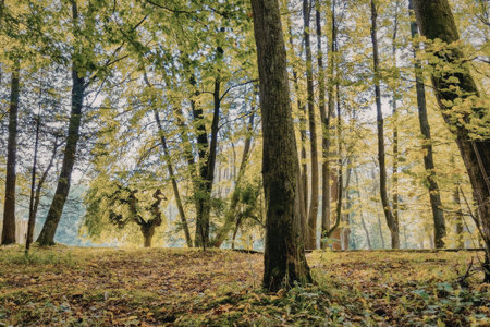 A forest scene with tall trees, green leaves, and a serene atmosphere. The image features a cluster of trees with brown trunks and vibrant green foliage. The ground is covered with brown leaves and green plants.