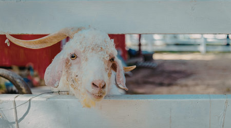 a white goat with long horns and floppy ears is looking over a white fence. The goat has a shaggy coat and a pink nose. It appears to be in a farm or petting zoo setting, with a red wall and a white fence visible in the background.