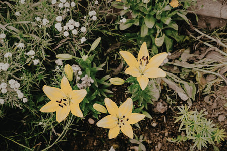 The image shows a close-up view of three yellow lilies in full bloom, surrounded by green leaves and white flowers. The lilies are bright yellow with dark centers and have six petals each. They are growing in a garden bed with brown soil and are surrounded by other plants and flowers.