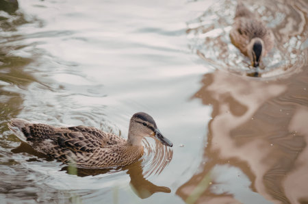 two brown ducks with black beaks are swimming in a body of water with a reflection on the surface