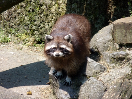 Raccoonの写真素材