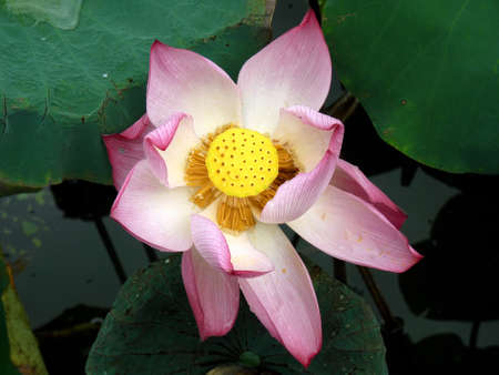 Opened lotus flower in Hué, Vietnamの写真素材