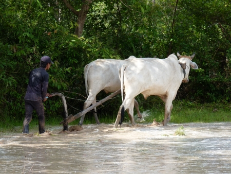 Farmer working on his rice field in Angkor, Cambodiaの写真素材
