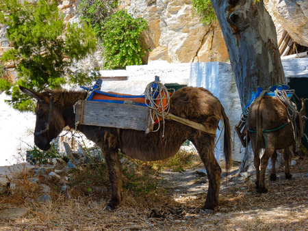 Cute mule waiting in the shade in Amorgos island, Cyclades, Greeceの写真素材
