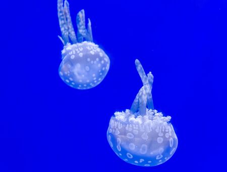 Beautiful jellyfish floating in aquarium water