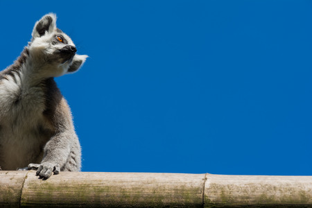 Ring-tailed lemur Lemur catta During a summer dayの写真素材
