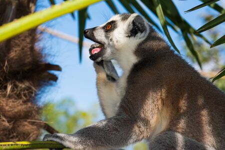 Ring-tailed lemur Lemur catta During a summer day