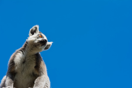 Ring-tailed lemur Lemur catta During a summer day