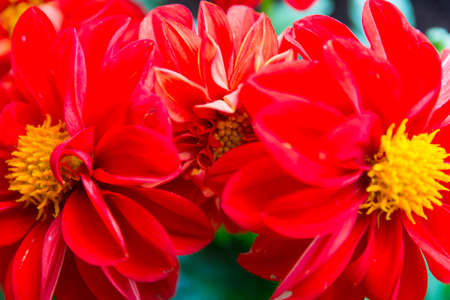 Colorful spring flowers close up backgroundの写真素材