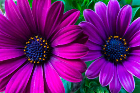 Colorful spring flowers close up backgroundの写真素材