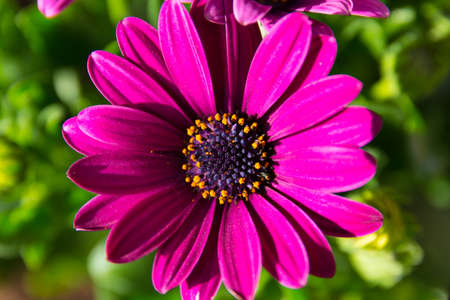 Colorful spring flowers close up backgroundの写真素材