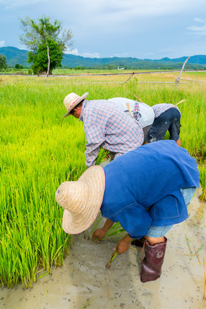 Farmers plant rice in rice field near Chiang Mai, Thailandの写真素材