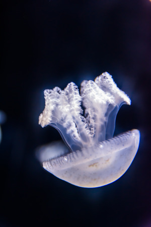 Beautiful jellyfish floating in aquarium waterの写真素材
