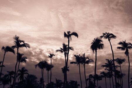 Coconut palm trees in bavaro beach, Punta cana, Dominican Republicの写真素材