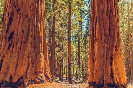 Sequoia National Park in California, USA