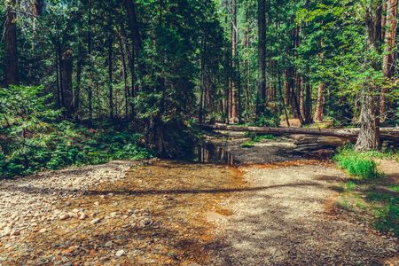 Yosemite National Park, California, USAの写真素材