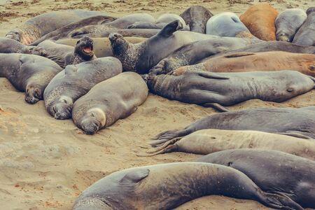 Sea Lions enjoying the day, California Coast, USAの写真素材