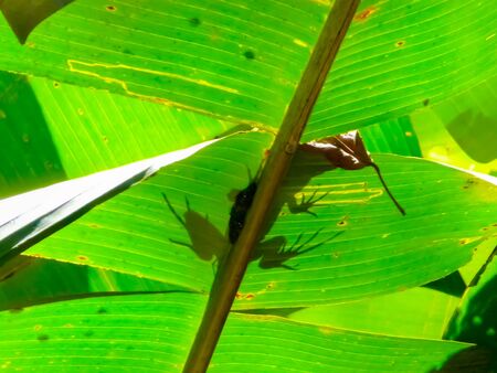 Tortuguero National Park, Limon, Costa Ricaの写真素材
