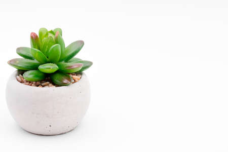 Green succulent isolated on white studio background